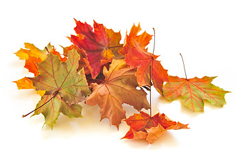 Image showing Autumn leaves