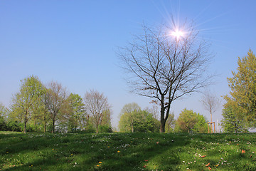 Image showing Summer landscape