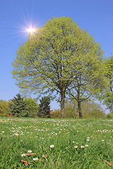 Image showing Summer landscape