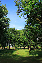 Image showing green park