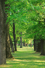 Image showing green park