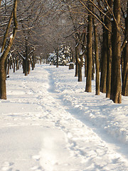 Image showing path in wood