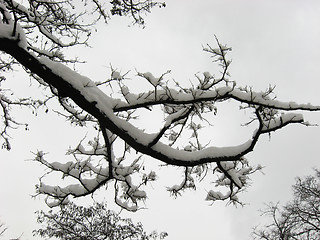 Image showing snow hat on branch of a tree