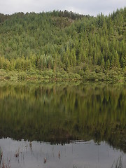 Image showing trees in scotland