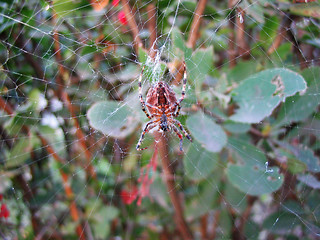 Image showing spider