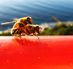 Image showing Bees on rest