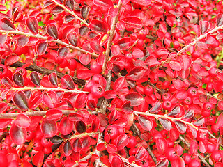 Image showing leaves and fruit