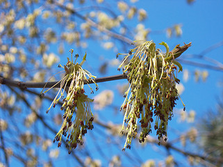 Image showing buds on tree