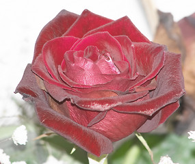 Image showing Rose