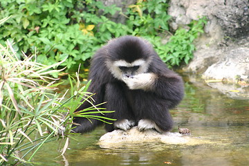 Image showing Drinking monkey