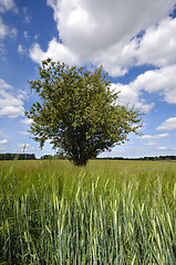 Image showing Tree in corn field