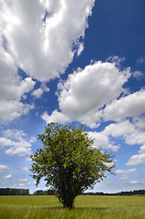 Image showing Tree in corn field