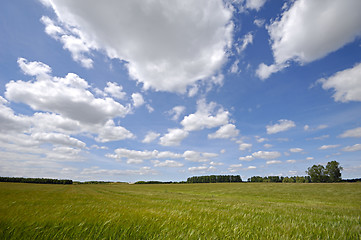 Image showing Corn and clouds