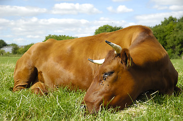 Image showing Resting cow