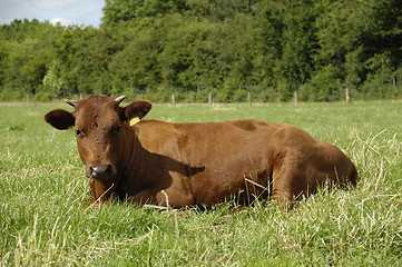 Image showing Cow