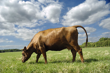 Image showing Cow eating grass