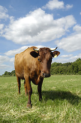 Image showing Cow on field