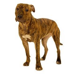 Image showing Dog on a clean white background