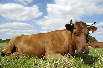 Image showing Resting cow