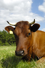 Image showing Cow face