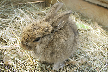 Image showing small rabbit