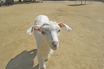 Image showing blanching nanny goat