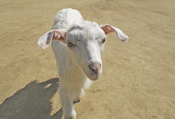 Image showing blanching nanny goat