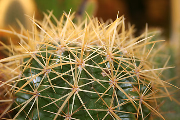 Image showing Cactus