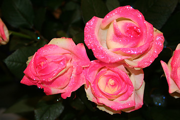 Image showing Rose