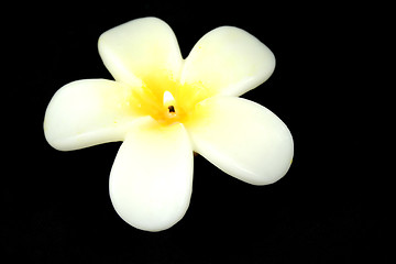 Image showing Frangipani Candle