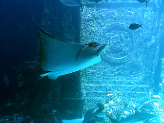 Image showing Graceful Sting Ray