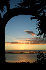 Image showing Bent Tree Sunrise