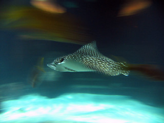 Image showing Spotted Leopard Sting Ray in Motion