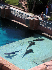 Image showing Sharks seen from above