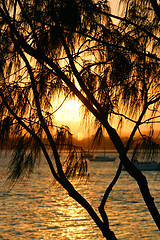 Image showing Casuarina Against The Sun 2