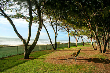 Image showing Beach Foreshore