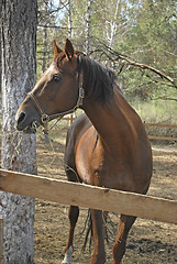 Image showing stallion in roundup