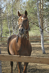 Image showing stallion in roundup