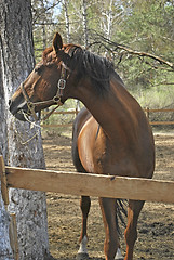 Image showing stallion in roundup