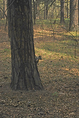 Image showing squirrel on stem of the pine