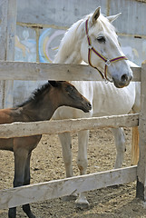 Image showing mare with foal