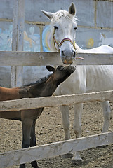 Image showing mare with foal