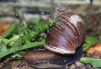 Image showing snail