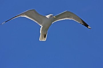 Image showing Seagull