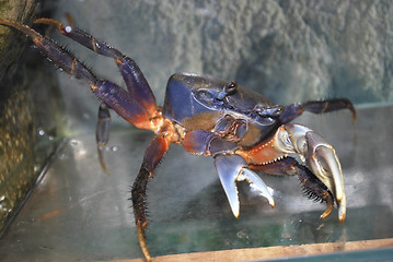 Image showing crab