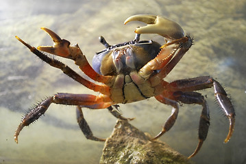 Image showing crab