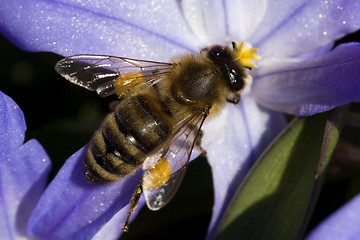 Image showing bee in blue flower