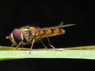 Image showing Insect with striped
