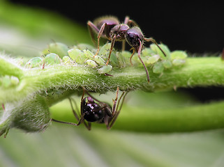 Image showing ants and aphises