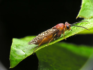 Image showing Insect